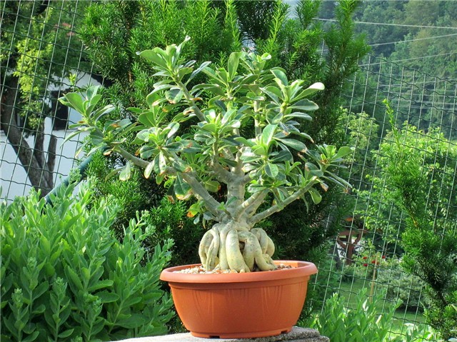 Adenium obesum