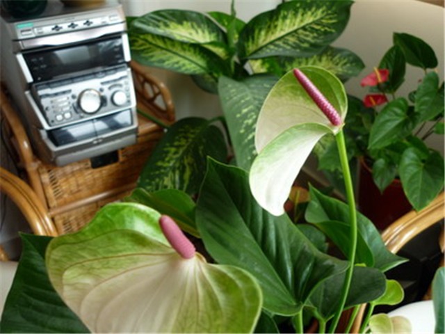 anthurium