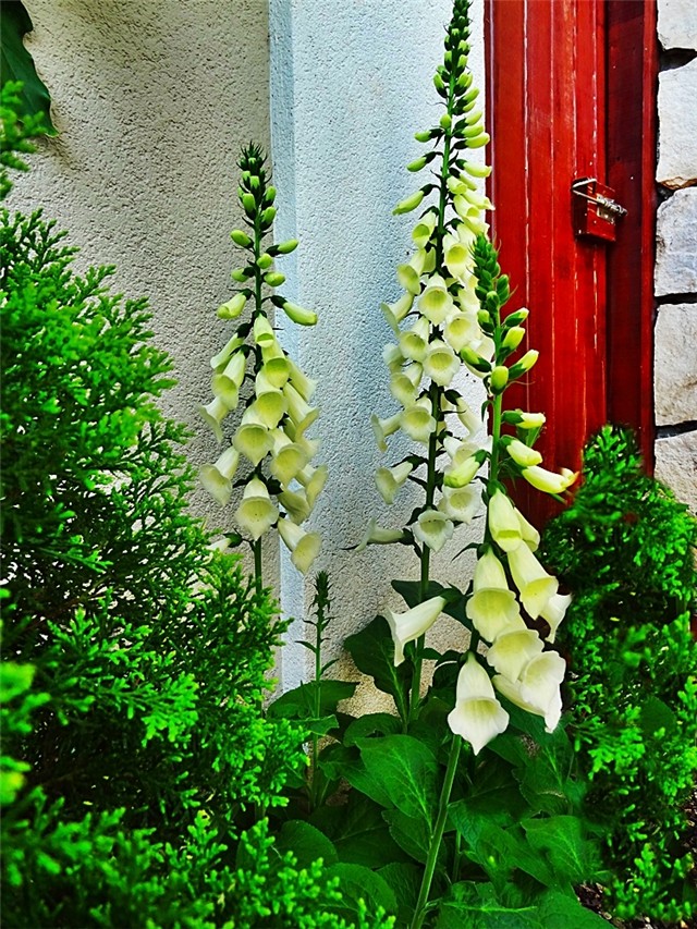 naprstak,foxglove