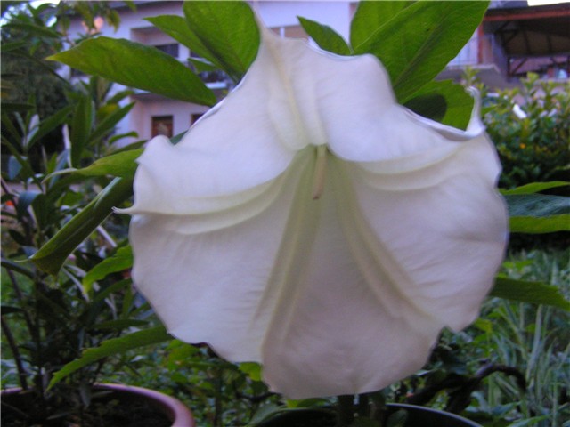 brugmansia