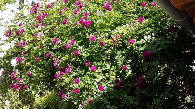 blue magenta