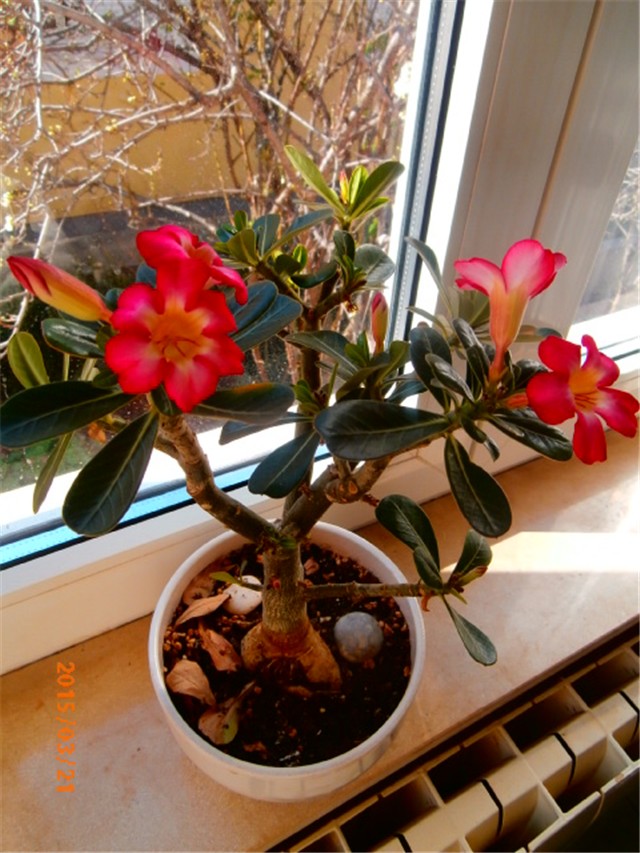 adenium