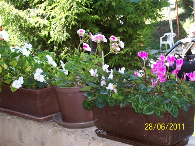 Kala bjela