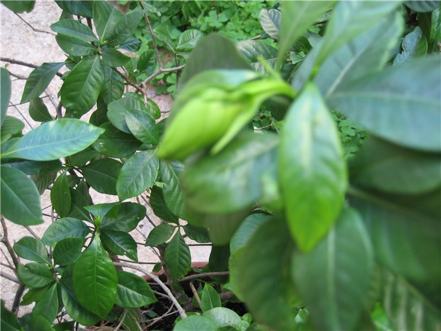 gardenija