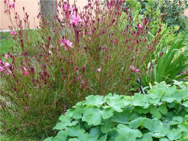 gaura roza