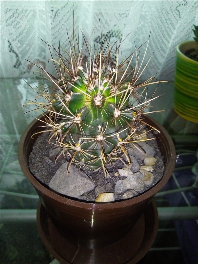 Ancitrocactus Brevihamatus