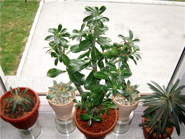 Adenium obesum hibrid