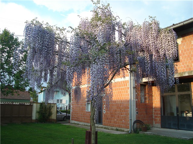 glicinija