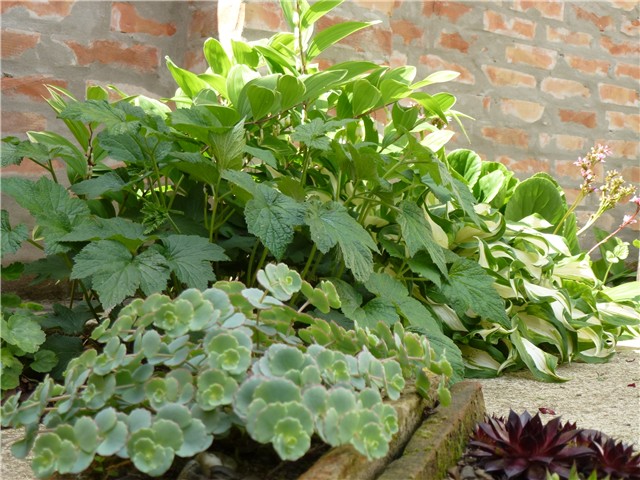 sedum, anemona, hosta