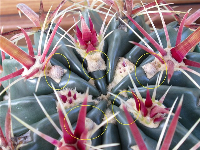 ferocactus latispinus