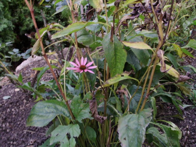 ehinacea purpurea