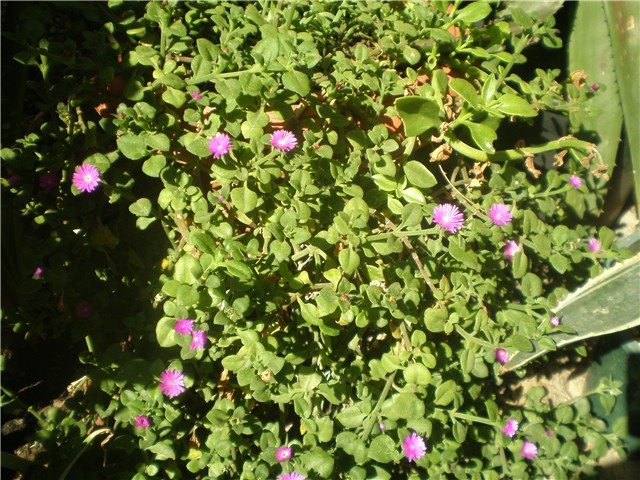 Aptenia