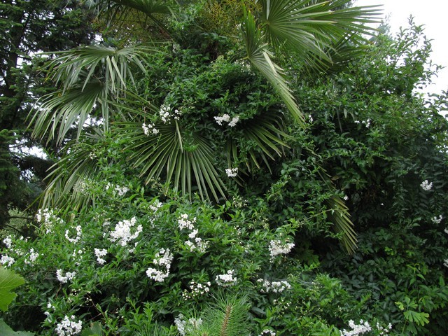 Solanum jasminoides