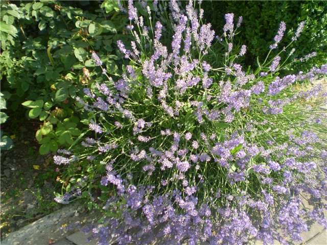 lavanda