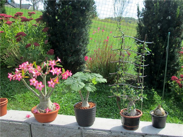 Adenium, uncarina, fockea, bowiea