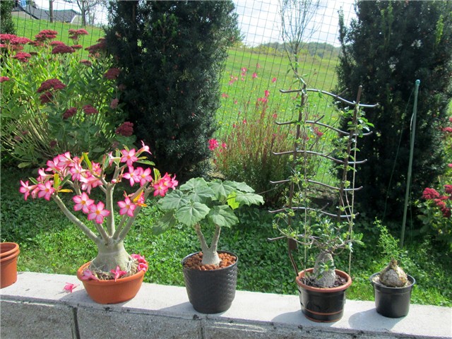 Adenium, uncarina, fockea, bowiea