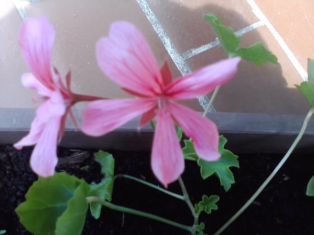 roze pelargonije jednostruke