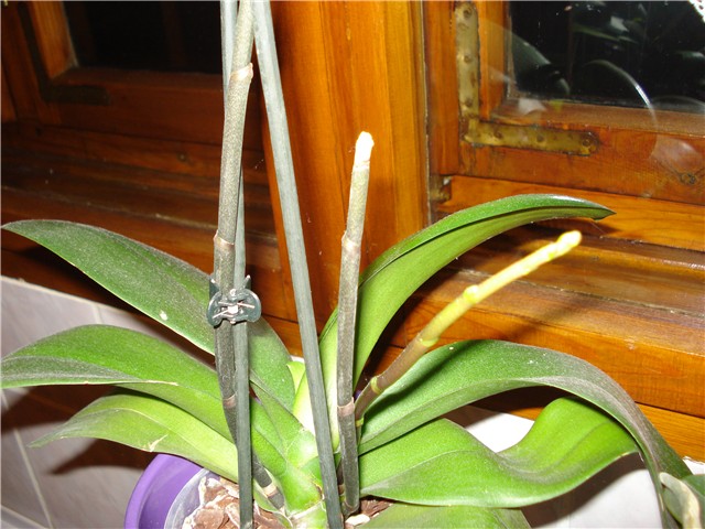 phal nova stapka