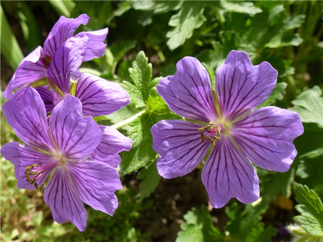 geranium cvijet izbliza