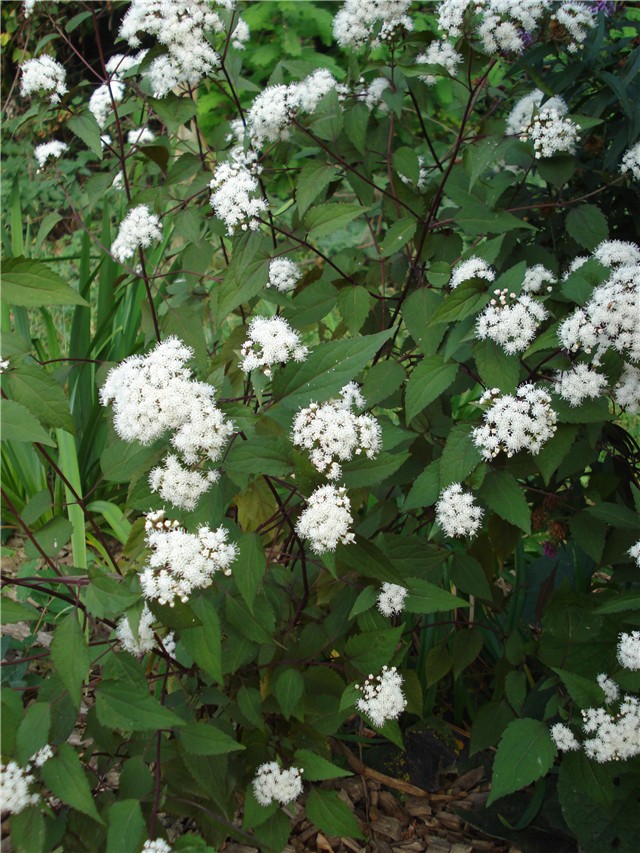 Eupatorium rugosum