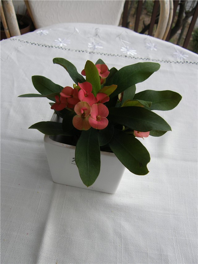 Euphorbia milii – (Kristova kruna)