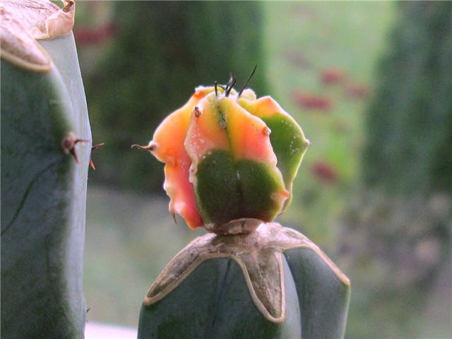 astrophytum hybrid