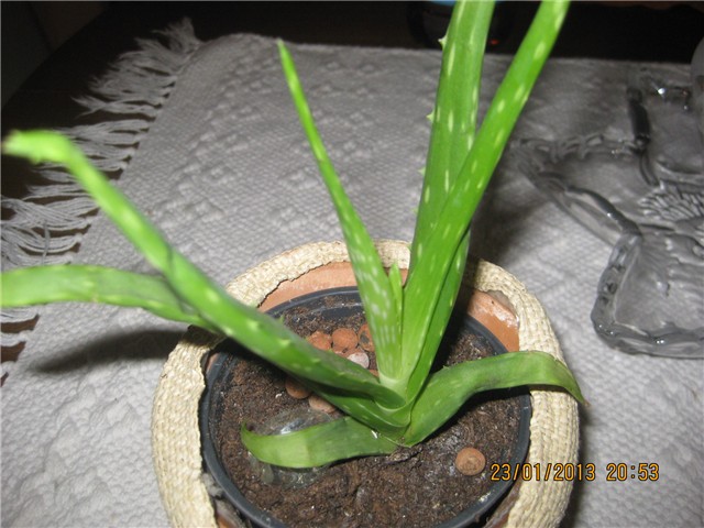 cvijet
