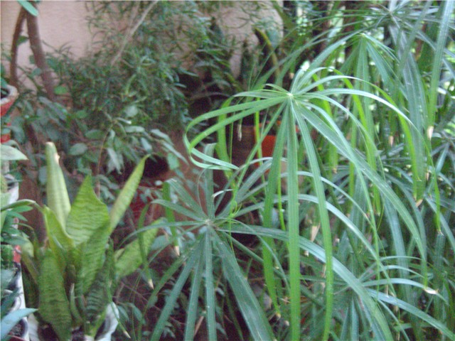 vodena palma