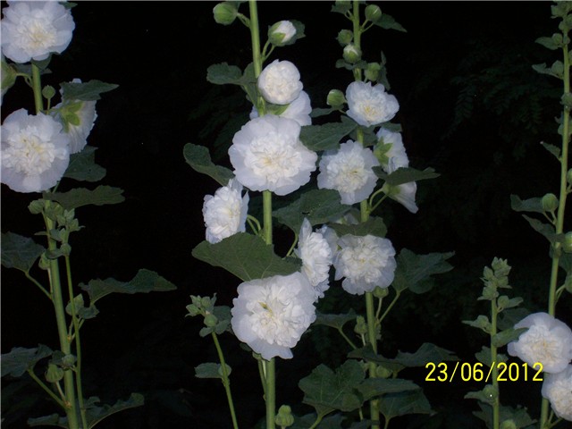 Vrtni sljez-althea rosea