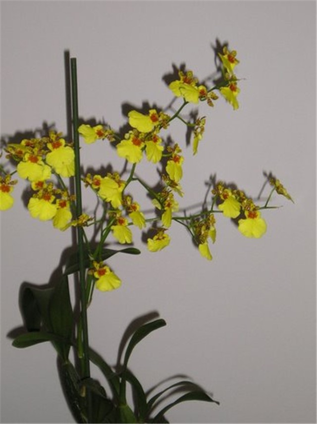 oncidium