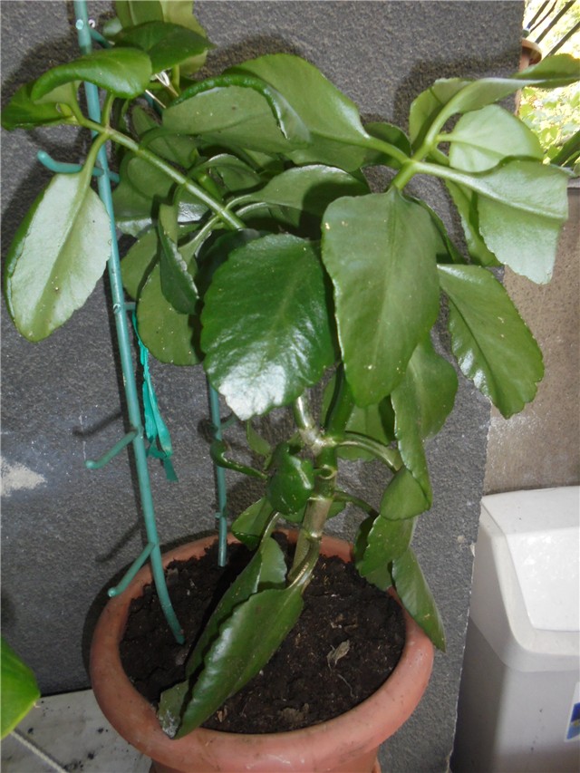 cvijet