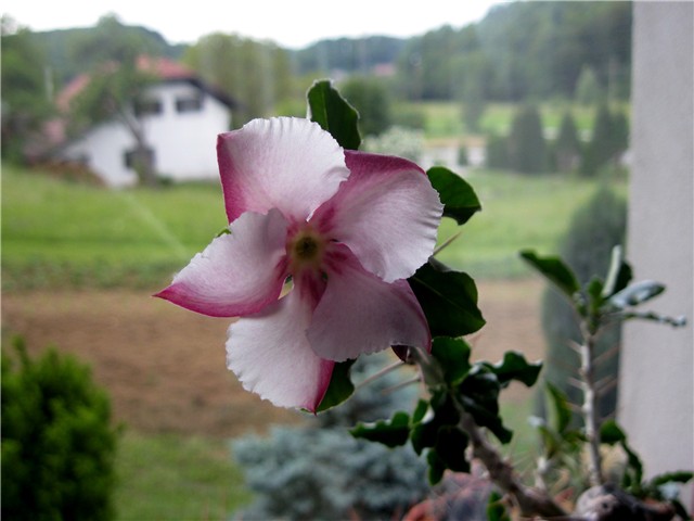 Pachypodium
