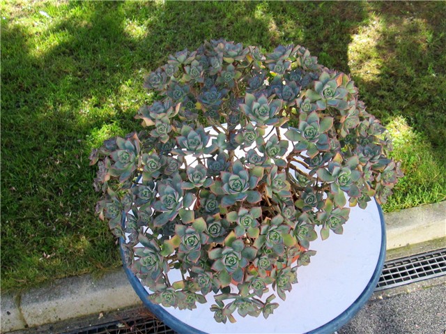 Aeonium haworthii  