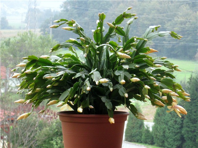Schlumbergera