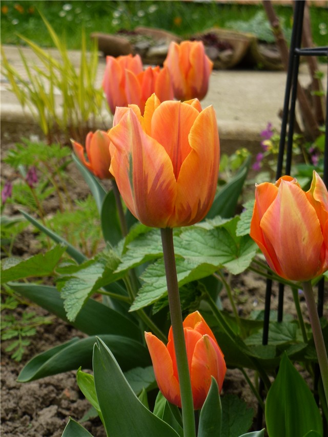 Tulipan P.I.