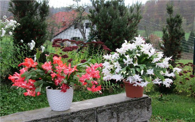 Schlumbergera