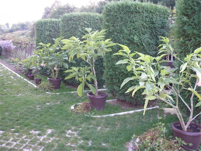 trublje