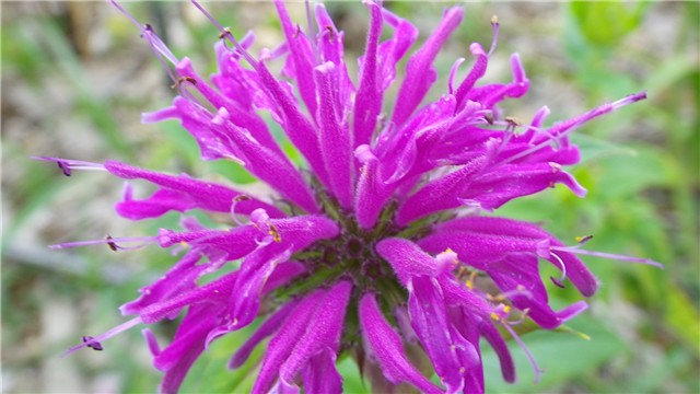 monarda