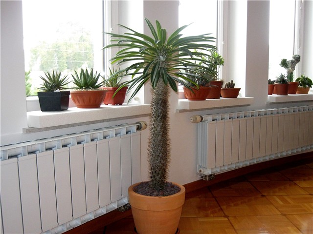 Pachypodium lamerei