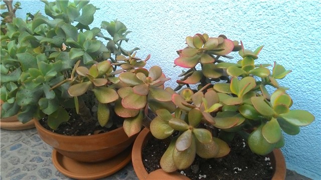 crassula ovata