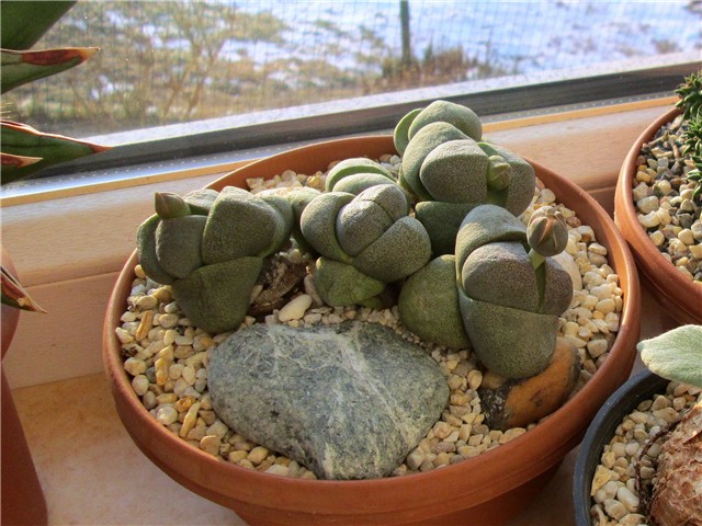 pleiospilos nelii