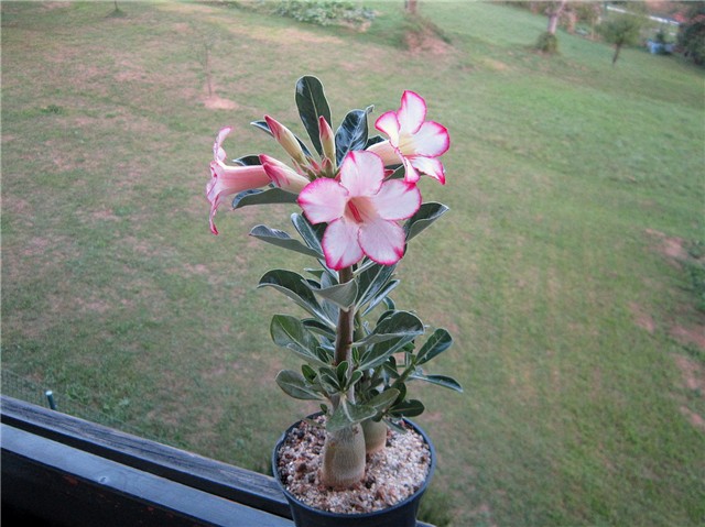 Adenium obesum