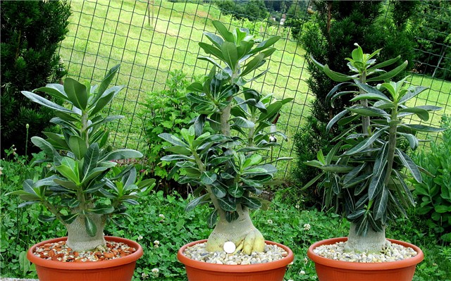 Adenium obesum