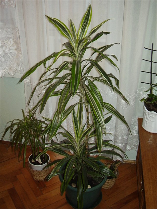 Dracena