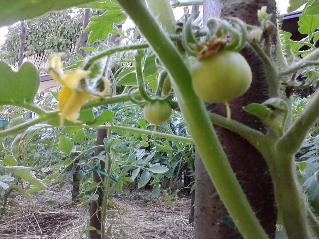 paradajzi plod