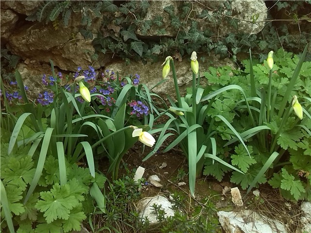 narcisi pup
