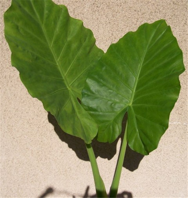 moje biljčice