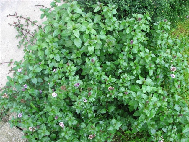 menta1