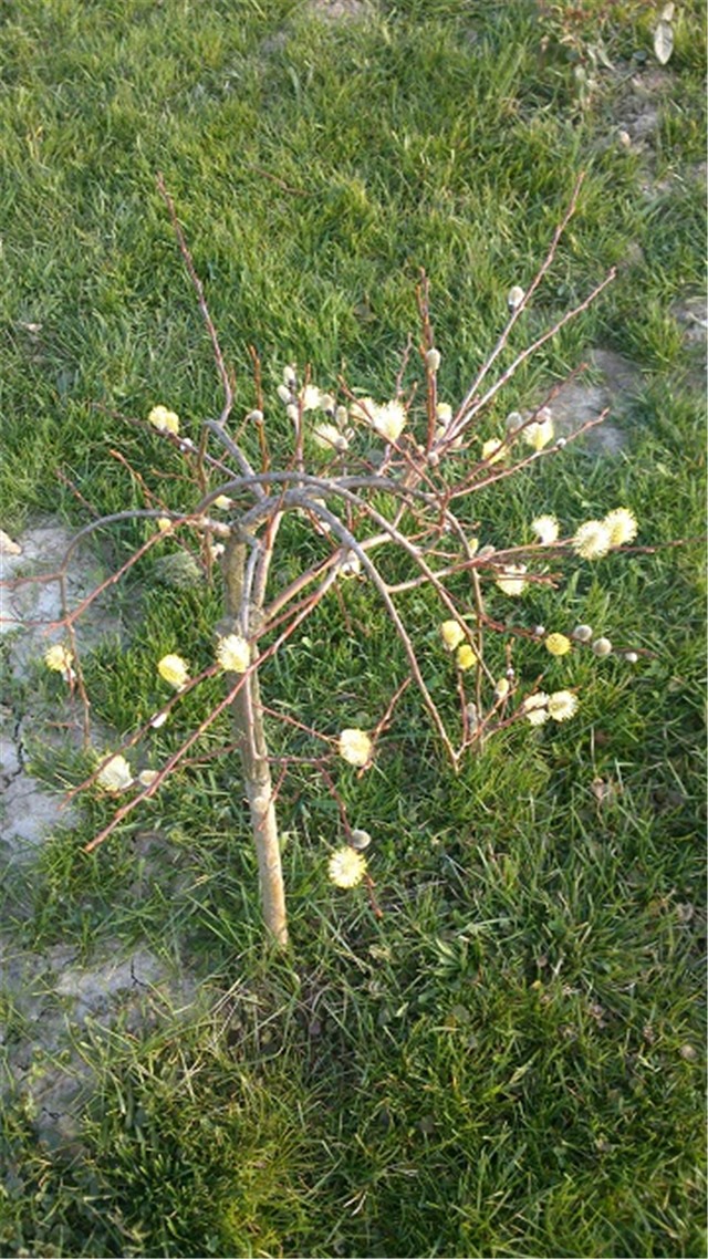 salix