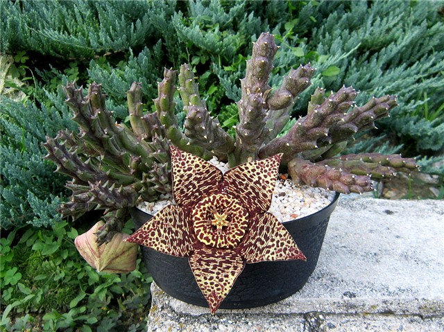 Stapelia lepida